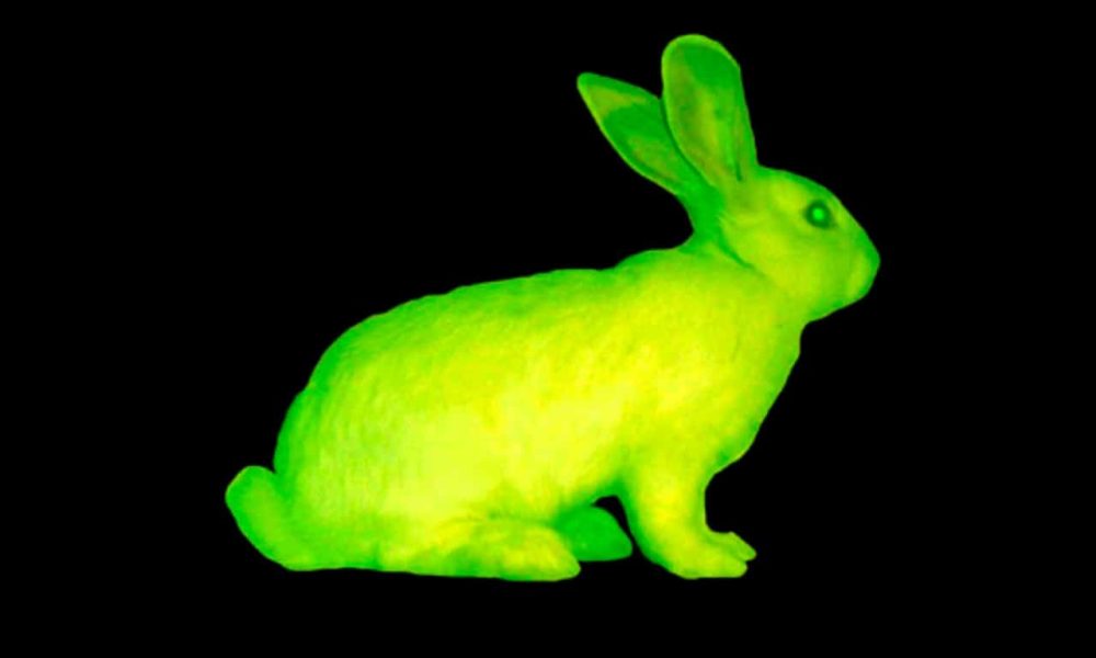 Kac Eduardo, GFP Bunny (GFP conejo), 2000. Bioarte / Arte transgénico (conejo verde fluorescente). ©Eduardo Kac